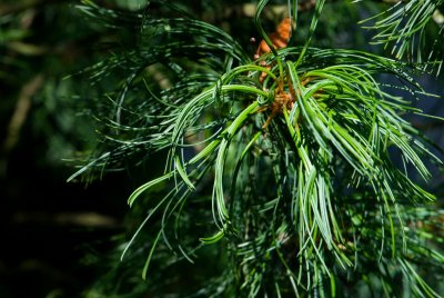 Pinus strobus 'Contorta' - borovice hedvábná, vejmutovka - jehlice2